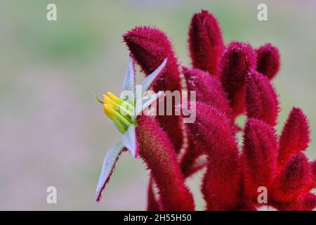 Fleur de Paw de kangourou Banque D'Images