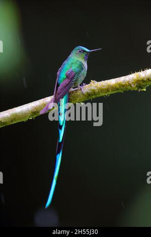 Un colibri mâle adulte à queue longue (Aglaiocercus kingii) perché sur une branche en Équateur, en Amérique du Sud Banque D'Images