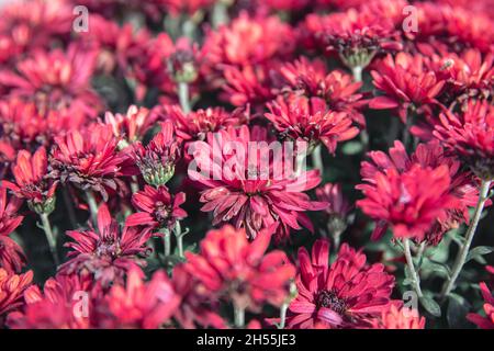 Fond naturel, chrysanthèmes rouges frais grandissent, gros plan. Banque D'Images