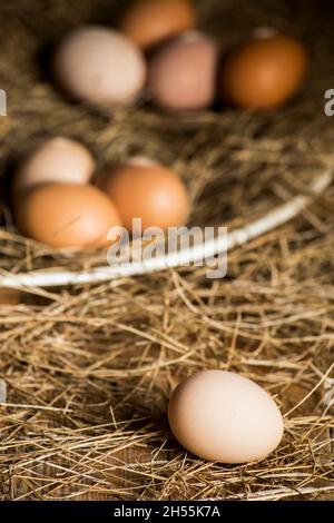 Des œufs de poules de liberté. Différentes couleurs. Banque D'Images