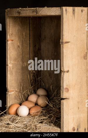 Un œuf frais de poules de la gamme libre dans une boîte en bois avec de la paille Banque D'Images