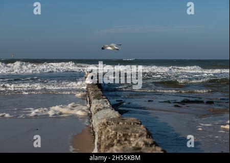 Plans de plage sur Sylt avec des mouettes dans différentes positions Banque D'Images