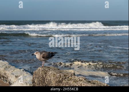 Plans de plage sur Sylt avec des mouettes dans différentes positions Banque D'Images