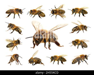 Groupe d'abeilles ou d'abeilles mellifera latines Apis, abeilles européennes ou occidentales isolées sur fond blanc, abeilles dorées Banque D'Images