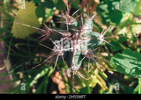 Gros plan sur un magnifique cactus sur un arrière-plan natures.Vue Macro Photography. Banque D'Images