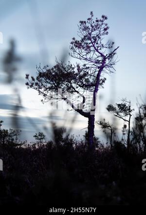 Lumière violette abstraite sur l'arbre dans la tourbière. Banque D'Images