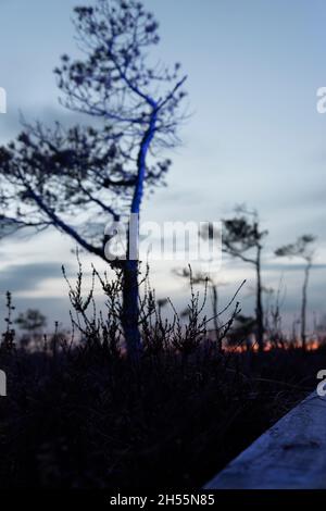 Lumière violette abstraite sur l'arbre dans la tourbière. Banque D'Images