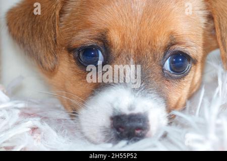 Chiot Chihuahua Terrier crossbreed Banque D'Images