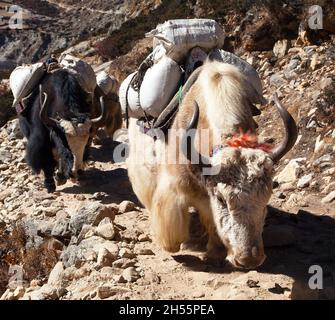 Caravane de yaks, bos grunniens ou bos mutus, en route vers le camp de base de l'Everest - montagnes de l'Himalaya du Népal Banque D'Images