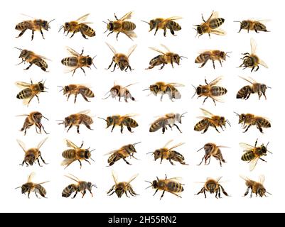 Groupe d'abeilles ou d'abeilles mellifera latines Apis, abeilles européennes ou occidentales isolées sur fond blanc, abeilles dorées Banque D'Images