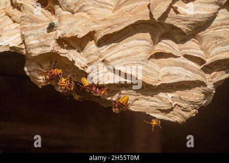 Les Hornets européens (Vespa crabro) travaillent à la surface de leur nid, dans un abri de jardin.Couches horizontales de fibres de couleur de différentes sources UK Banque D'Images