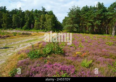 Rendlesham Forest, Suffolk, Royaume-Uni Banque D'Images