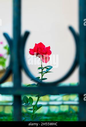 Rose rouge derrière une clôture en métal. Banque D'Images