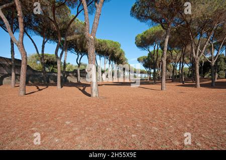 Pins au Parc des aqueducs (Parco degli Acquedotti), Rome, Lazio, Italie Banque D'Images