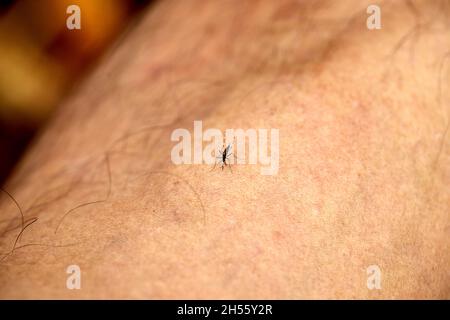 gros plan d'un moustique aspirant du sang de la peau Banque D'Images