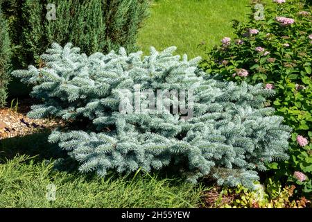 un sapin nain miniature dans le jardin de conifères.Picea abies Little Gem avec végétation de printemps vert pâle Banque D'Images