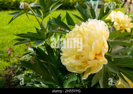 Fleur de pivoine jaune dans le jardin.Bartzella Itoh Peony Bloom dans le parc.Grande fleur jaune doré, lumineuse.Carte de fête des mères avec rose jaune Banque D'Images