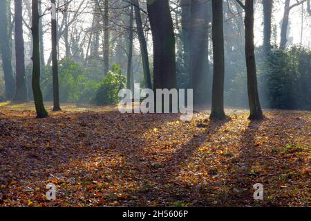 Matin d'automne dans un parc situé dans la ville d'Ilowa en Pologne.Le brouillard éclairé par les rayons du soleil levant s'élève entre les arbres du parc. Banque D'Images