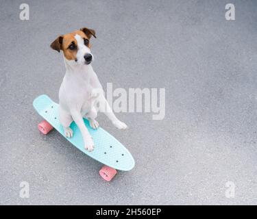 Le chien fait un penny board à l'extérieur. Vue de dessus d'un terrier Jack russell sur un skateboard Banque D'Images