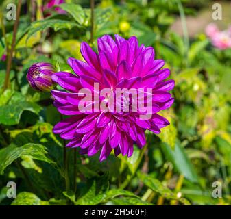 Le dahlia (nom, Thomas A. Edison) dans le jardin du dahlia Baden Baden près de l'allée du lichtentaler.Baden-Baden, Bade-Wurtemberg, Allemagne Banque D'Images