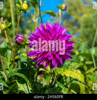 Le dahlia (nom, Thomas A. Edison) dans le jardin du dahlia Baden Baden près de l'allée du lichtentaler.Baden-Baden, Bade-Wurtemberg, Allemagne Banque D'Images