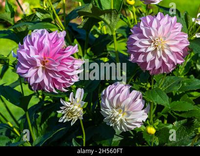 Le dahlia (nom, Thomas A. Edison) dans le jardin du dahlia Baden Baden près de l'allée du lichtentaler.Baden-Baden, Bade-Wurtemberg, Allemagne Banque D'Images