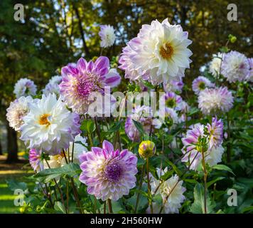 Le dahlia (nom, Hapet Yeux Bleus) dans le jardin dahlia Baden Baden près de la Lichtentaler Allée. Baden Baden, Baden Württemberg, Allemagne Banque D'Images