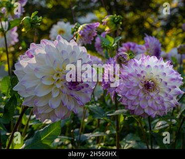 Le dahlia (nom, Hapet Yeux Bleus) dans le jardin dahlia Baden Baden près de la Lichtentaler Allée. Baden Baden, Baden Württemberg, Allemagne Banque D'Images