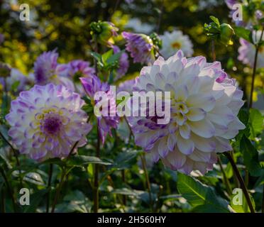 Le dahlia (nom, Hapet Yeux Bleus) dans le jardin dahlia Baden Baden près de la Lichtentaler Allée. Baden Baden, Baden Württemberg, Allemagne Banque D'Images