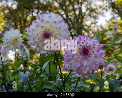 Le dahlia (nom, Hapet Yeux Bleus) dans le jardin dahlia Baden Baden près de la Lichtentaler Allée. Baden Baden, Baden Württemberg, Allemagne Banque D'Images