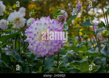 Le dahlia (nom, Hapet Yeux Bleus) dans le jardin dahlia Baden Baden près de la Lichtentaler Allée. Baden Baden, Baden Württemberg, Allemagne Banque D'Images