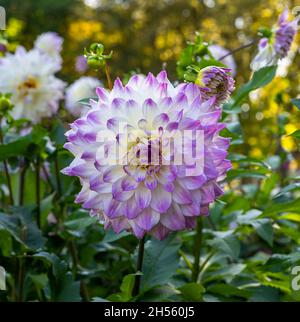 Le dahlia (nom, Hapet Yeux Bleus) dans le jardin dahlia Baden Baden près de la Lichtentaler Allée. Baden Baden, Baden Württemberg, Allemagne Banque D'Images