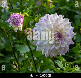 Le dahlia (nom, Hapet Yeux Bleus) dans le jardin dahlia Baden Baden près de la Lichtentaler Allée. Baden Baden, Baden Württemberg, Allemagne Banque D'Images