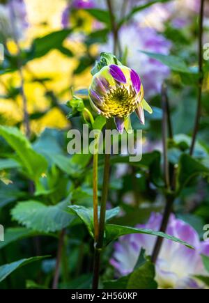 Le dahlia (nom, Hapet Yeux Bleus) dans le jardin dahlia Baden Baden près de la Lichtentaler Allée. Baden Baden, Baden Württemberg, Allemagne Banque D'Images