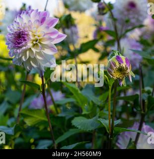 Le dahlia (nom, Hapet Yeux Bleus) dans le jardin dahlia Baden Baden près de la Lichtentaler Allée. Baden Baden, Baden Württemberg, Allemagne Banque D'Images