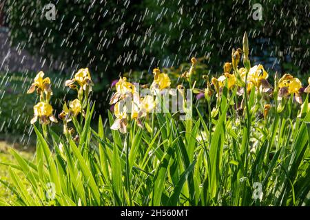 Iris pseudacorus drapeau d'eau jaune vif fleurs en fleur, belle plante à fleurs Banque D'Images