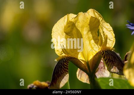 Iris pseudacorus drapeau d'eau jaune vif fleurs en fleur, belle plante à fleurs Banque D'Images