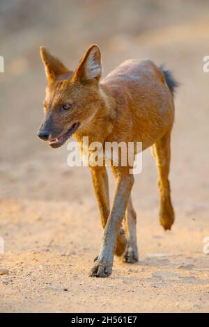 Un dhole adulte ou un chien sauvage indien (Cuon alpinus) à la réserve de tigres Tadoba Andhari, Maharashtra, Inde Banque D'Images