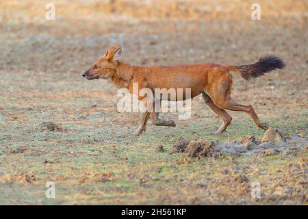 Un dhole adulte ou un chien sauvage indien (Cuon alpinus) à la réserve de tigres Tadoba Andhari, Maharashtra, Inde Banque D'Images