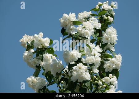 La floraison des fleurs de jasmin sur bush en journée ensoleillée Banque D'Images