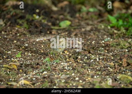 Robin (erithacus rubecula), jeunes oiseaux se nourrissant dans les bois, Dumfries, Écosse Banque D'Images