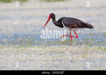 Un porc noir adulte (Ciconia nigra) se nourrissant dans une zone humide lors de la migration sur l'île grecque de Lesvos au printemps Banque D'Images