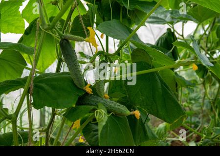 Concombres dans un jardin du village.Fléau des concombres sur la grille.Le lit de concombres en plein air. Banque D'Images