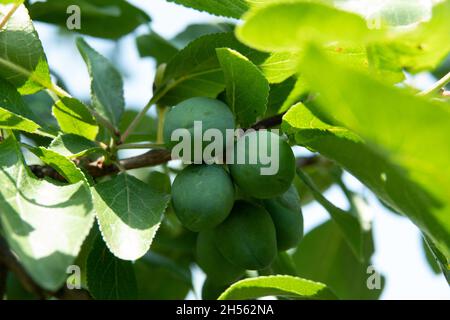 Les bleuets de prunellier mûrissent sur les buissons Banque D'Images