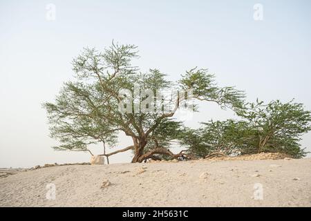 L'arbre de la vie à Bahreïn Banque D'Images