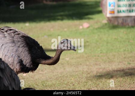 Big Rhea, libéré dans un parc, Pantanal.Il s'agit de la deuxième plus grande espèce d'oiseaux sans vol originaire d'Amérique du Sud. Banque D'Images