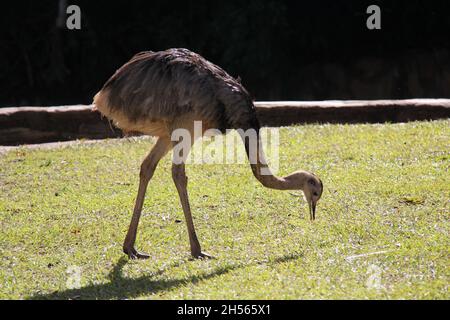 Big Rhea, libéré dans un parc, Pantanal.Il s'agit de la deuxième plus grande espèce d'oiseaux sans vol originaire d'Amérique du Sud. Banque D'Images