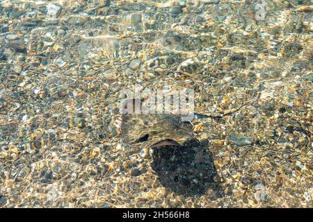 Stingray est un poisson marin plat.Raies skate des poissons d'eau profonde.Stingray nageant sous l'eau.Poisson-champ dans l'eau bleue.Vue de dessus. Banque D'Images