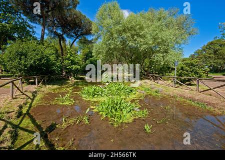 Étang au Parc des aqueducs (Parco degli Acquedotti), Rome, Lazio, Italie Banque D'Images