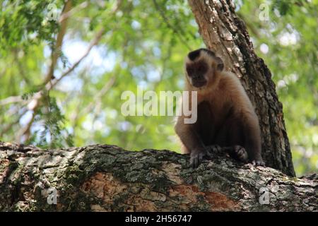 Singe assis sur un tronc d'arbre, avec un arrière-plan flou.Bonito - Mato Grosso do Sul - Brésil. Banque D'Images